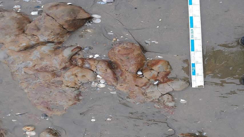 Voetafdrukken dinosaurus ontdekt op strand in Zuid-Engeland