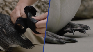 Pinguïn in VS krijgt orthopedische schoenen tegen voetinfectie