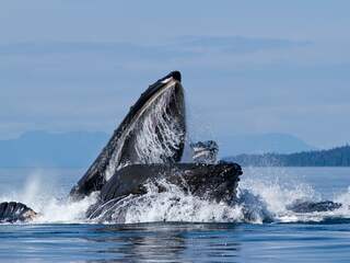 Amerikaanse kreeftenvisser zegt te zijn opgeslokt en uitgespuugd door walvis