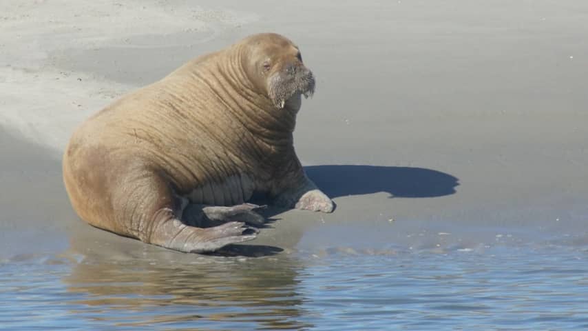 Walrus op Schiermonnikoog