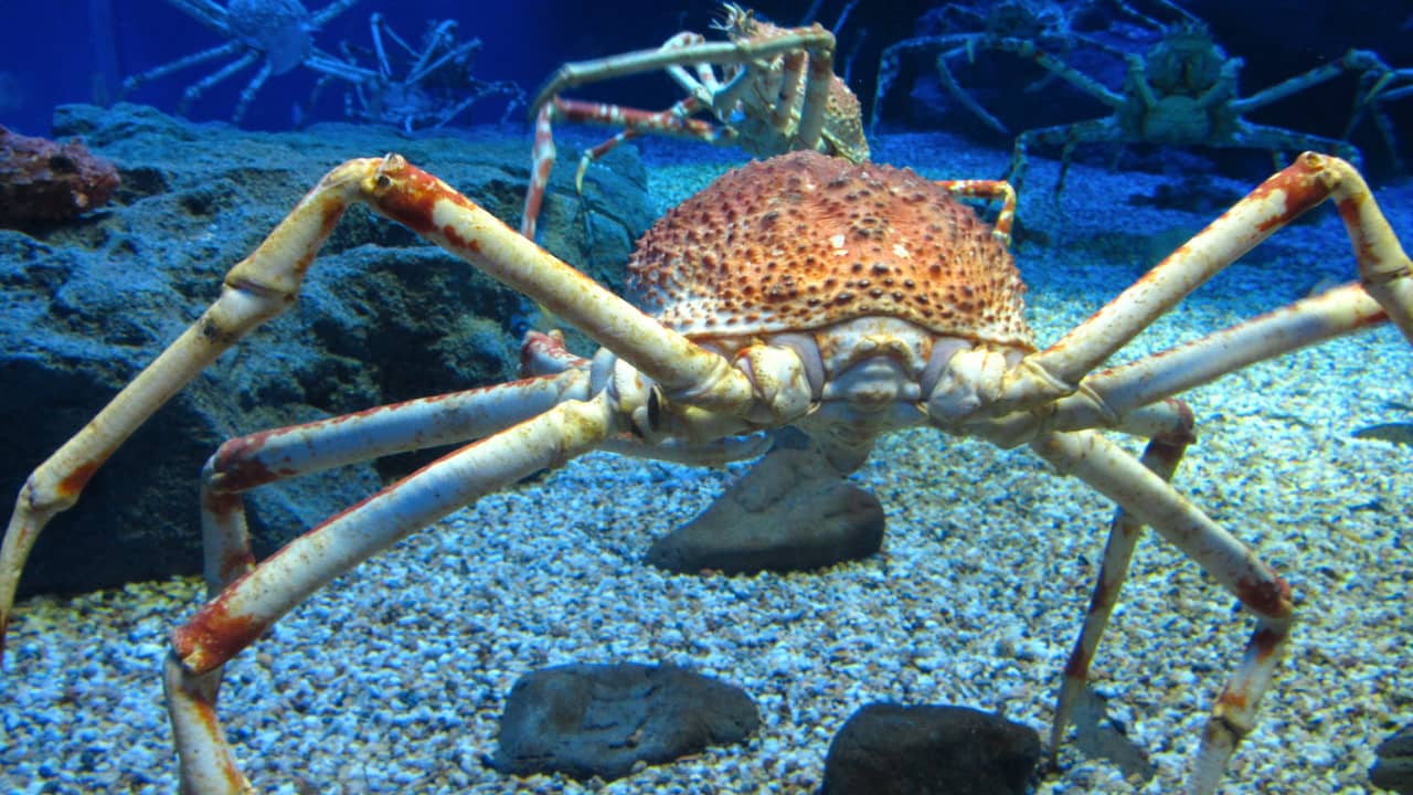 Large spider crabs settle in the Netherlands for the first time  the animals
