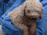 Alle weggehaalde honden van fokker in Brabant hebben nu veilig onderkomen