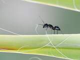 Opvallend veel mieren, vlooien en vliegjes in Nederland deze zomer