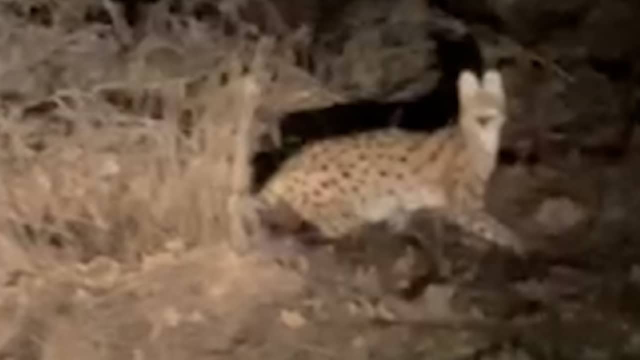 Beeld uit video: Automobilist filmt serval langs Veluwse weg