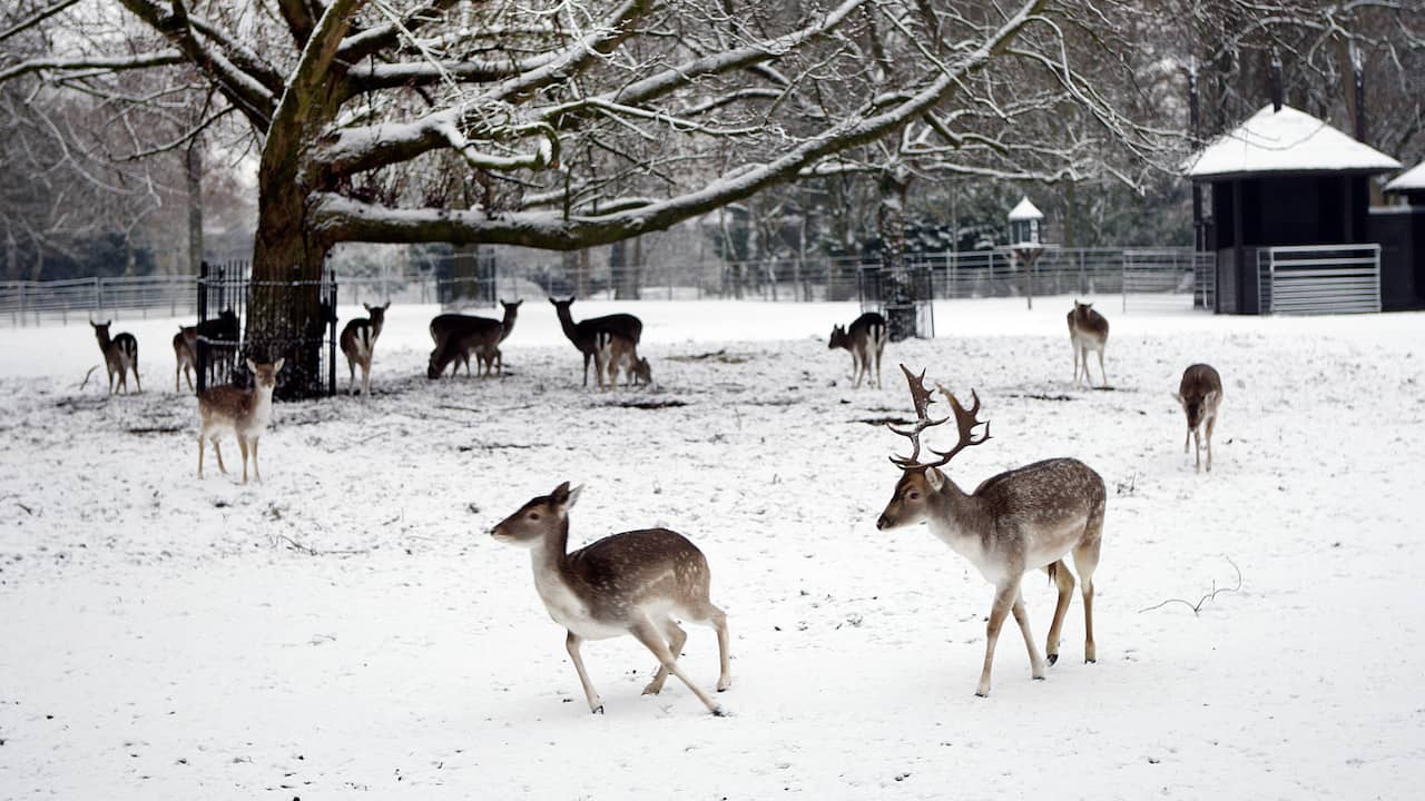 Deer Parks Granted Permanent Exemption: Future of Deer Parks Secured