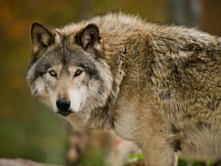 Minstens een van de dit jaar op de Veluwe geboren wolven is een mannetje