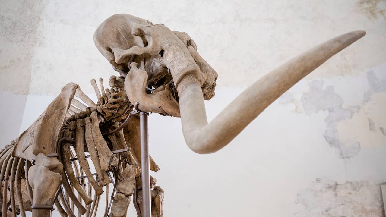 Millennium-old mammoth feces emerge in Dutch lab |  science