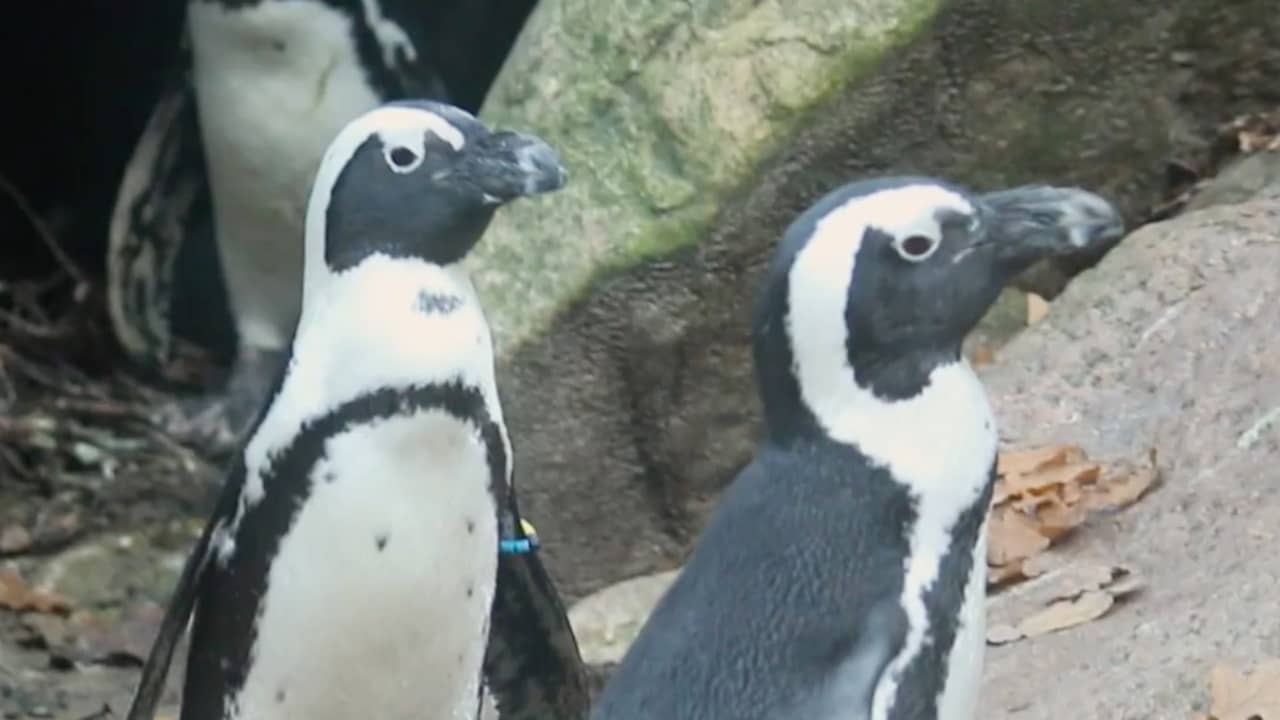 Homoseksueel pinguïnkoppel broedt ei uit in Amersfoort