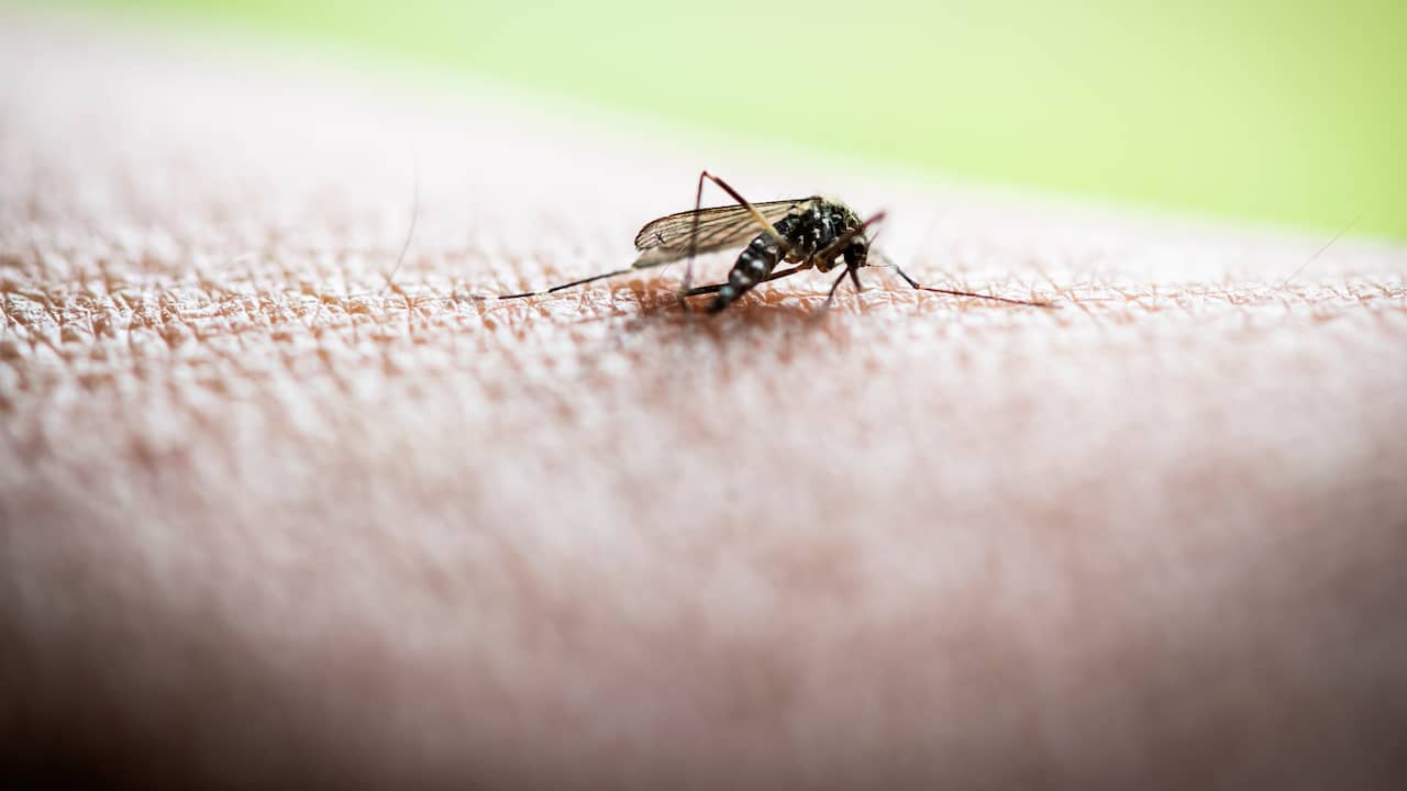 The Dutch contracted dengue fever in France from the bite of tiger mosquito  NOW