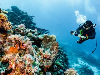 Great Barrier Reef lijkt zich te herstellen: in 36 jaar niet zoveel koraal in rif