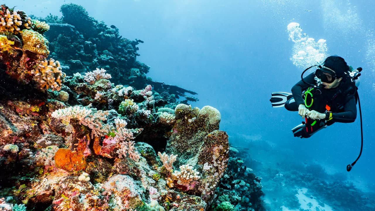 Great Barrier Reef seems to be recovering: not so much coral in reef in 36 years |  NOW