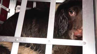 NVWA neemt honden van Brabantse fokkerij in beslag