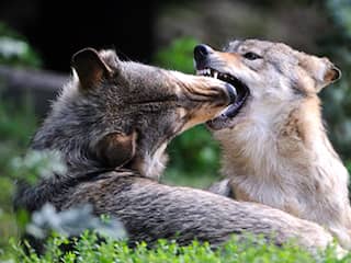 Het wordt drukker op de Veluwe: meer confrontaties tussen wolven