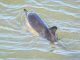 Dolfijn zwemt sinds maandagmiddag in haven van Harlingen