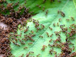 Aarde telt minstens 20 biljard mieren (en waarschijnlijk nog veel meer)