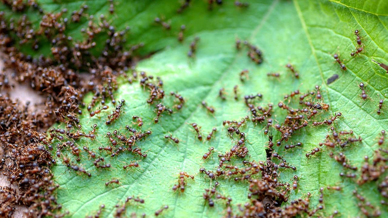 La Terra ha almeno 20 quadrilioni di formiche (e probabilmente molte di più) |  animali