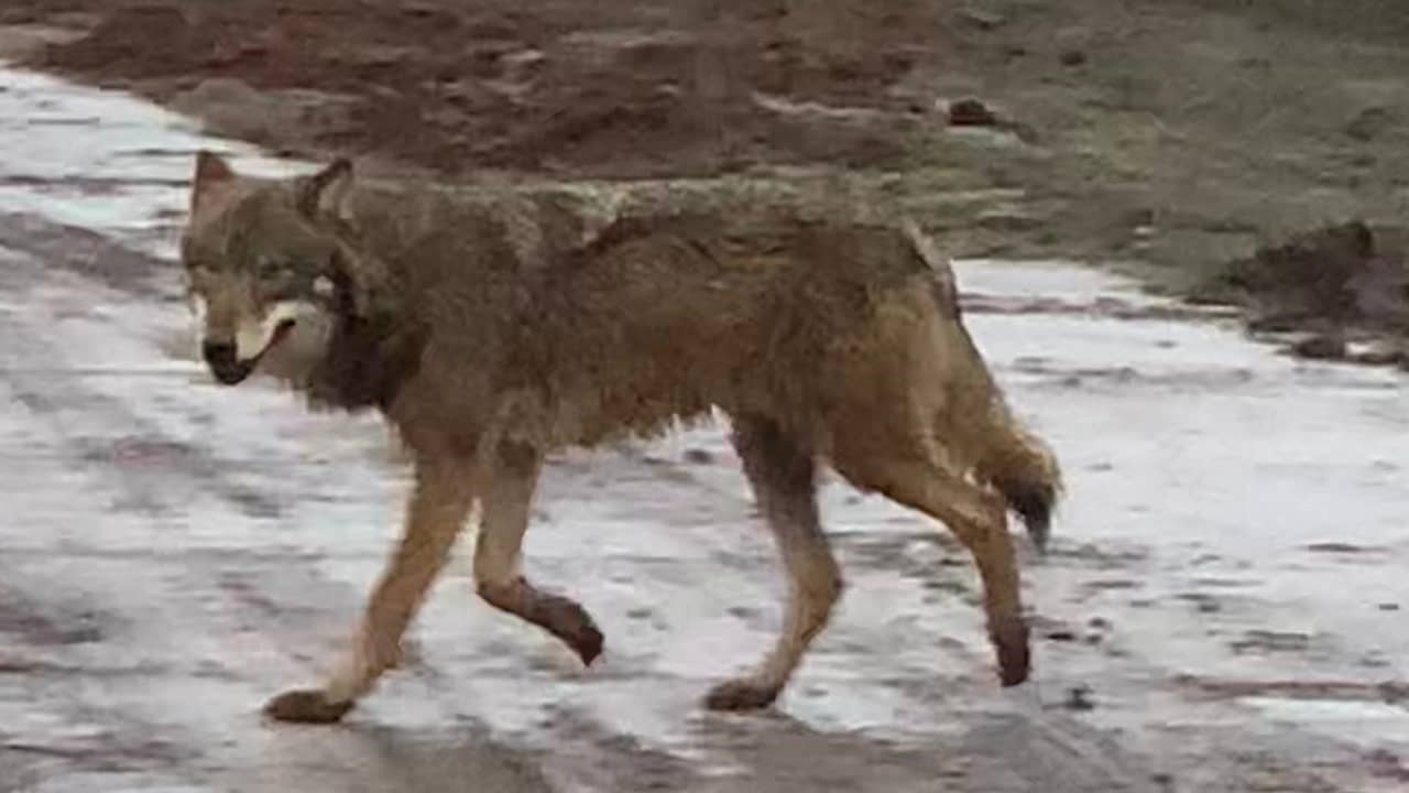 Beeld uit video: Wolf gespot in westen van Noord-Brabant