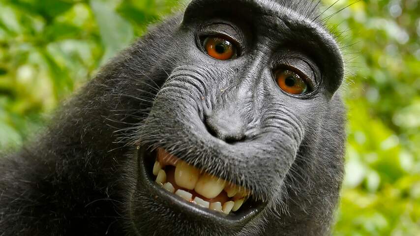 Kuifmakaak selfie apenselfie