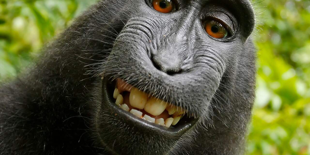Geen auteursrecht voor dieren na uitspraak rechter VS in zaak selfie-aap