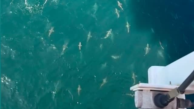 Tientallen haaien zwemmen onder olieplatform door