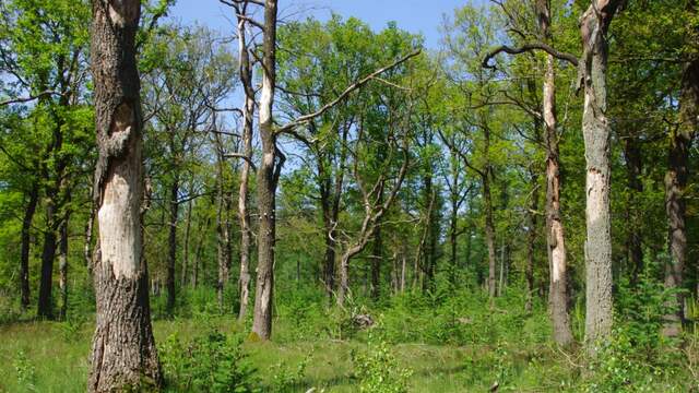 Eikensterfte op de Hoge Veluwe, 2013. Sindsdien zijn ook de eiken op de achtergrond gestorven.