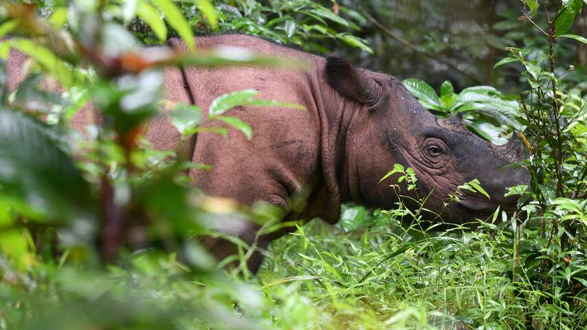 Laatste mannelijke Sumatraanse neushoorn in Maleisië overleden