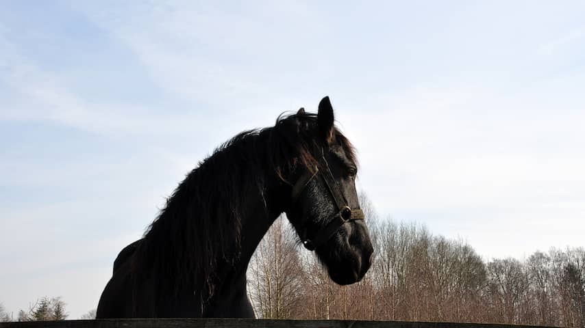 paard geniet van de winterzon