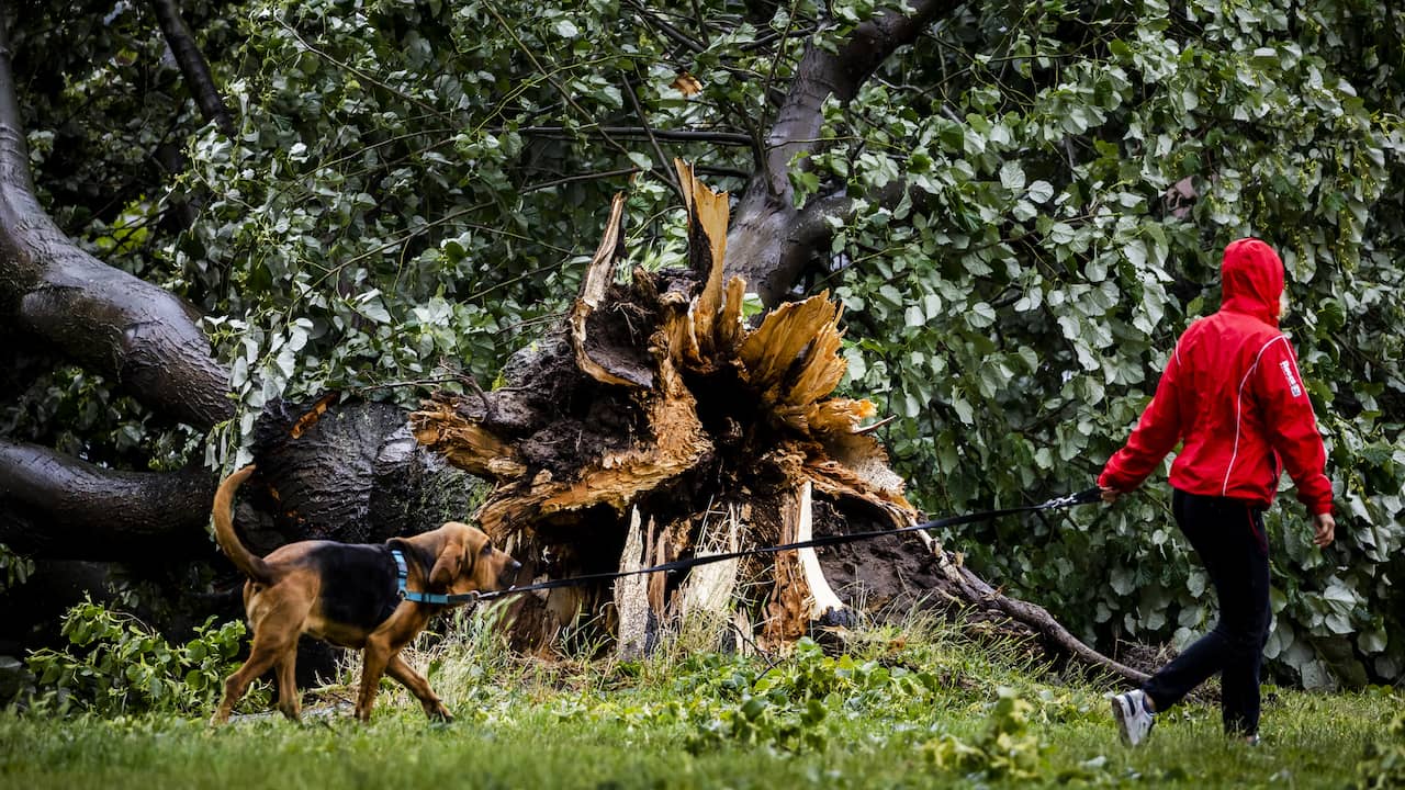 Cleanup Underway: Post-Storm Damage in Dutch Forests Requires Caution and Time