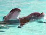 OM ziet geen bewijs voor ontucht met dolfijnen van Dolfinarium