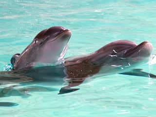 Dolfijnen vertonen 'mensachtig' gedrag door grote hersenen