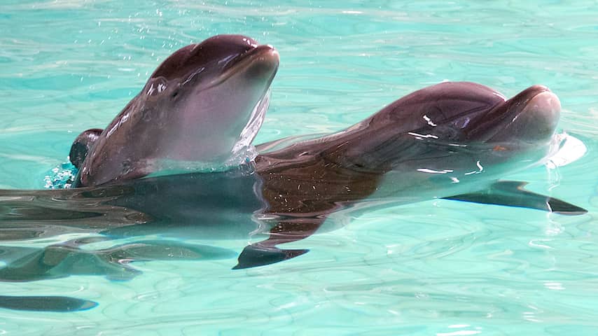 'Dolfijnen gebruiken taal bij oplossen problemen' 