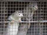 Regionale lockdown in Denemarken wegens mutatie in coronavirus bij nertsen