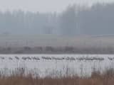 Boswachter spot tientallen kraanvogels in de Biesbosch
