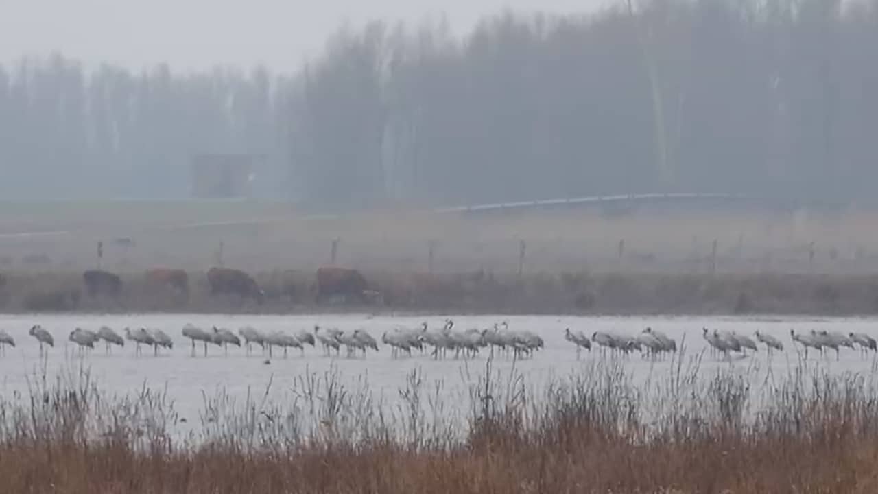 Beeld uit video: Boswachter spot tientallen kraanvogels in de Biesbosch