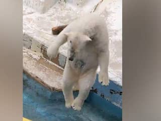 IJsbeer doet bommetje in Japanse dierentuin
