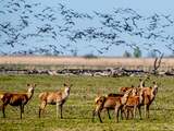 Afschieten 1.830 edelherten Oostvaardersplassen mag van rechter doorgaan