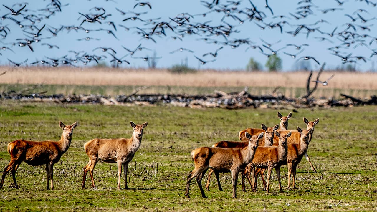 Afschieten 1.800 edelherten Oostvaardersplassen mag van rechter doorgaan