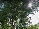 Mogelijk minder bomen plat langs N65: 'Kies voor vluchthavens'