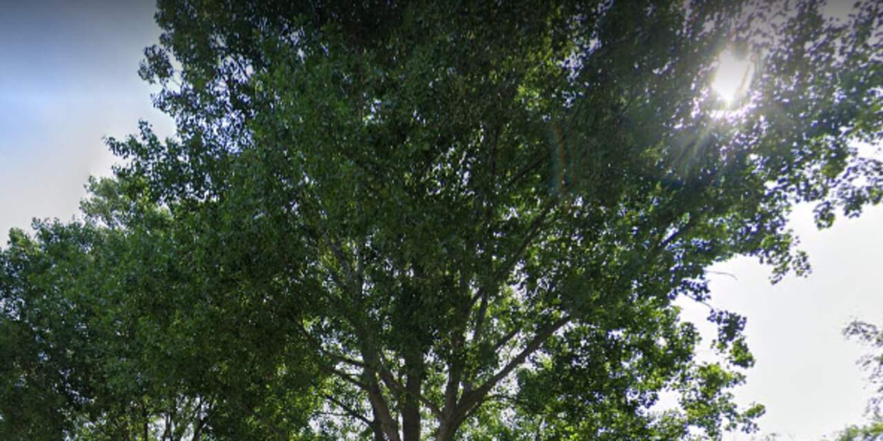Honderden beuken in Park Doorn dreigen te sterven door extreme droogte: ‘Kunnen water niet bereiken’