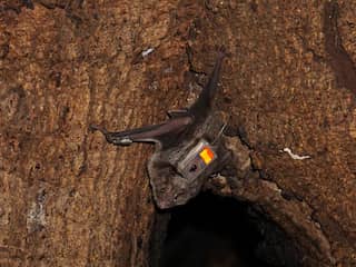 Vrijgelaten vleermuizen houden band met 'vrienden' uit gevangenschap