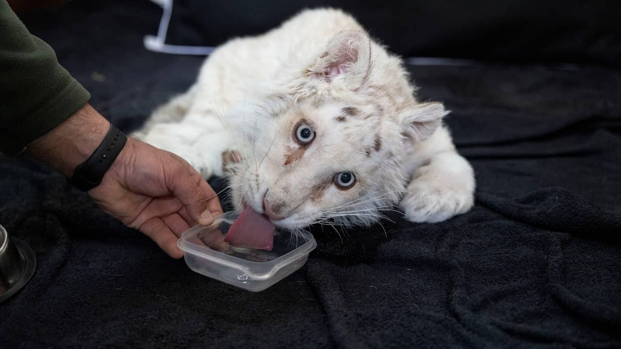 Greek veterinarians hope to save a tiger cub dumped in the trash |  the animals