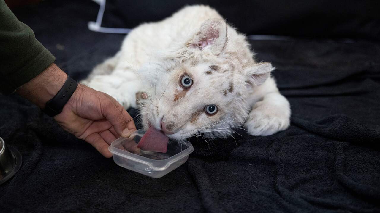 Greek veterinary professionals aim to rescue a tiger cub abandoned in a trash can | Fauna