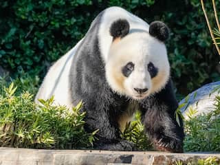 China zegt Australië twee nieuwe reuzenpanda's toe, teken dat relatie verbetert