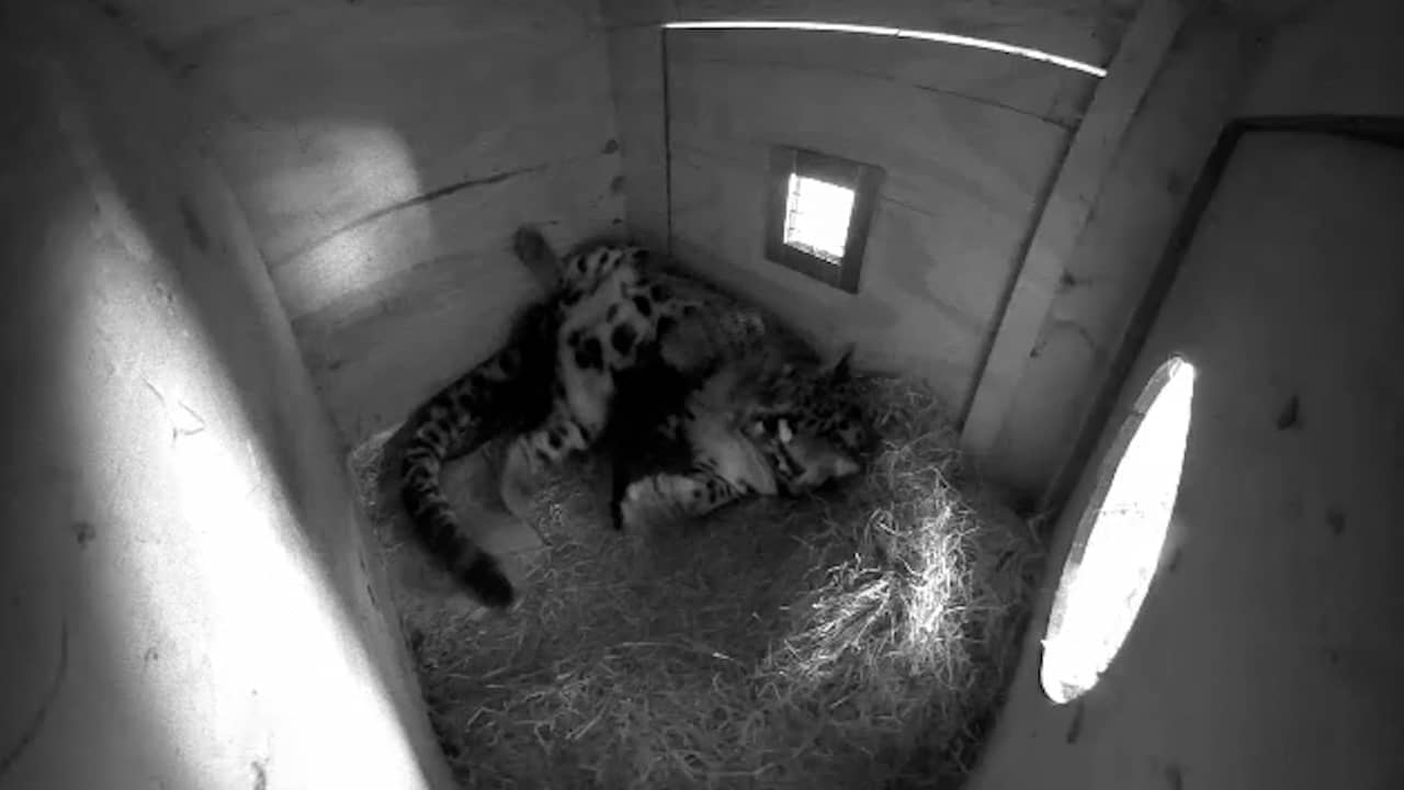 Beeld uit video: Pasgeboren nevelpanters drinken bij moeder in Ouwehands Dierenpark