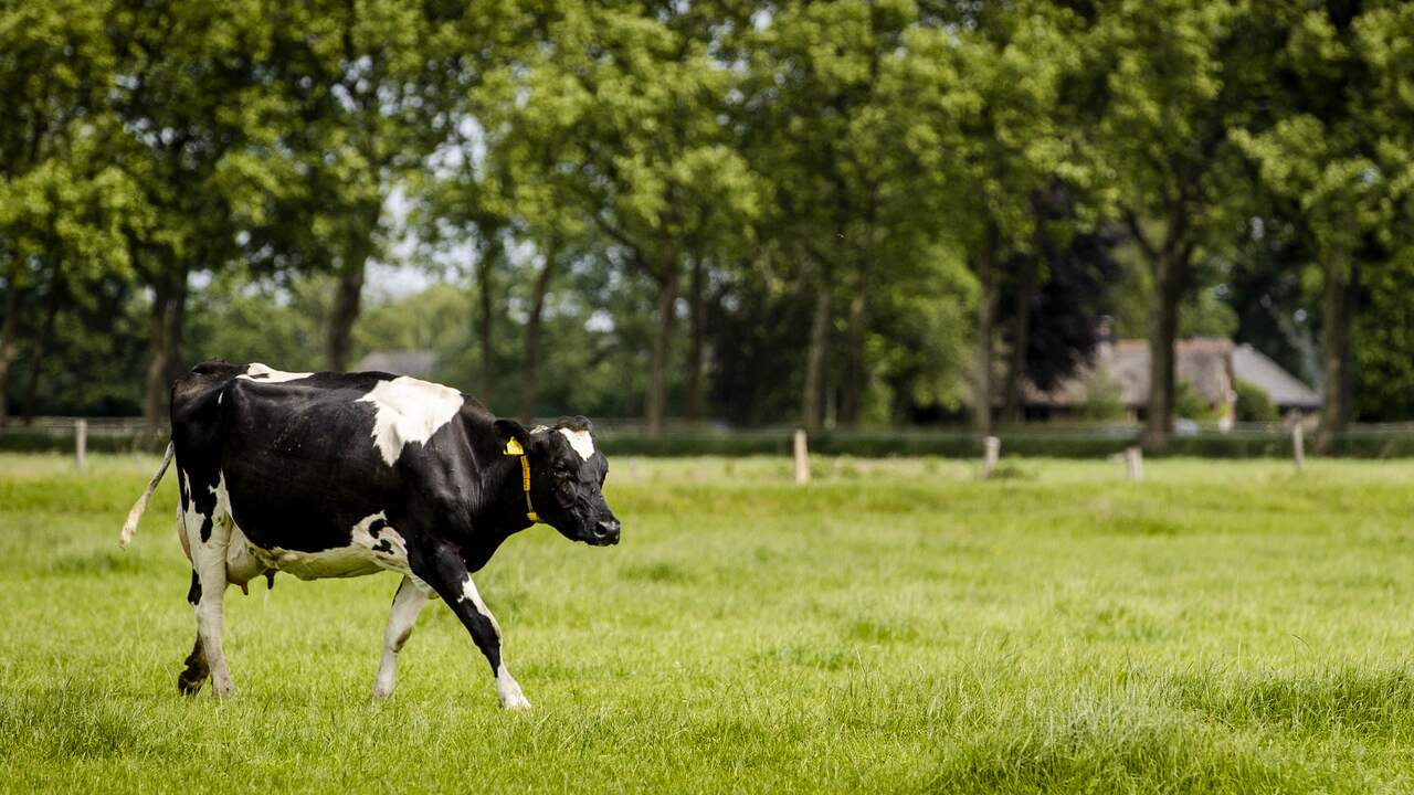 Hoe langer koeien grazen in de wei en hoe minder (geïmporteerd) veevoer ze krijgen, hoe lager de stikstofuitstoot per liter melk.