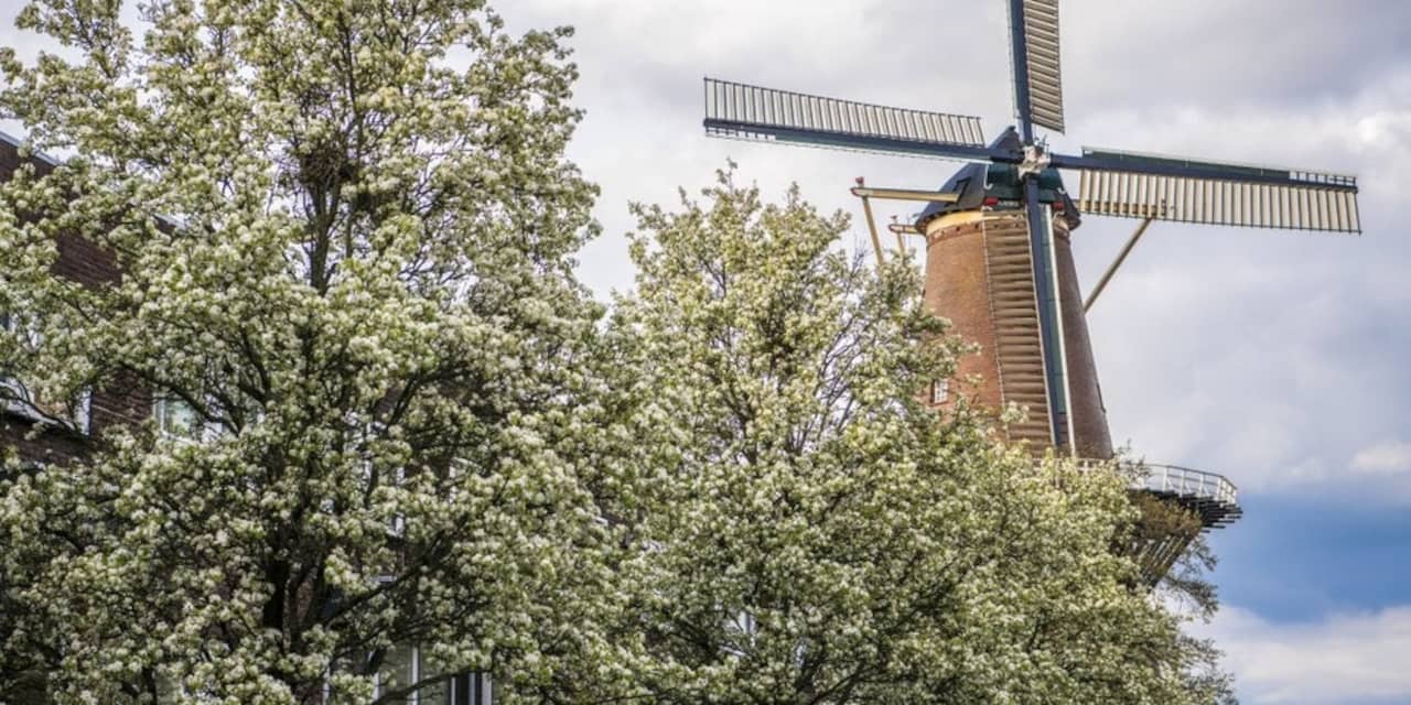 Molen in Utrechtse Adelaarstraat gaat vanaf september weer graan malen