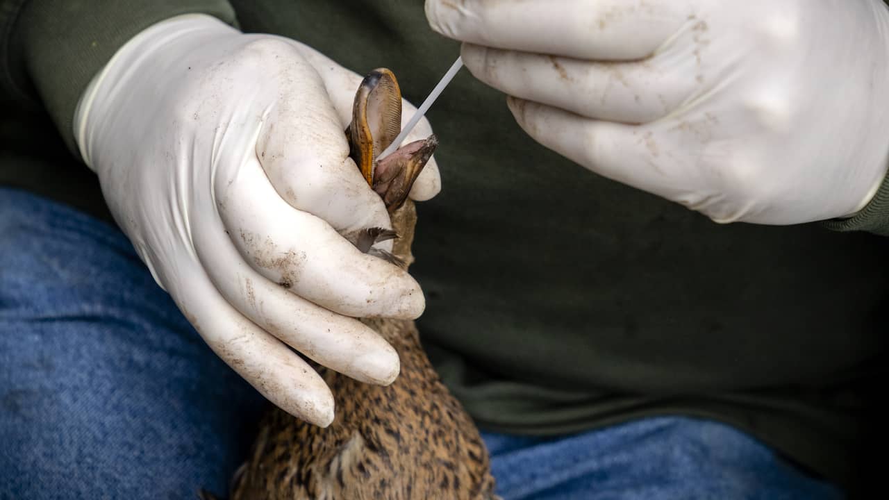 A duck is tested for bird flu.