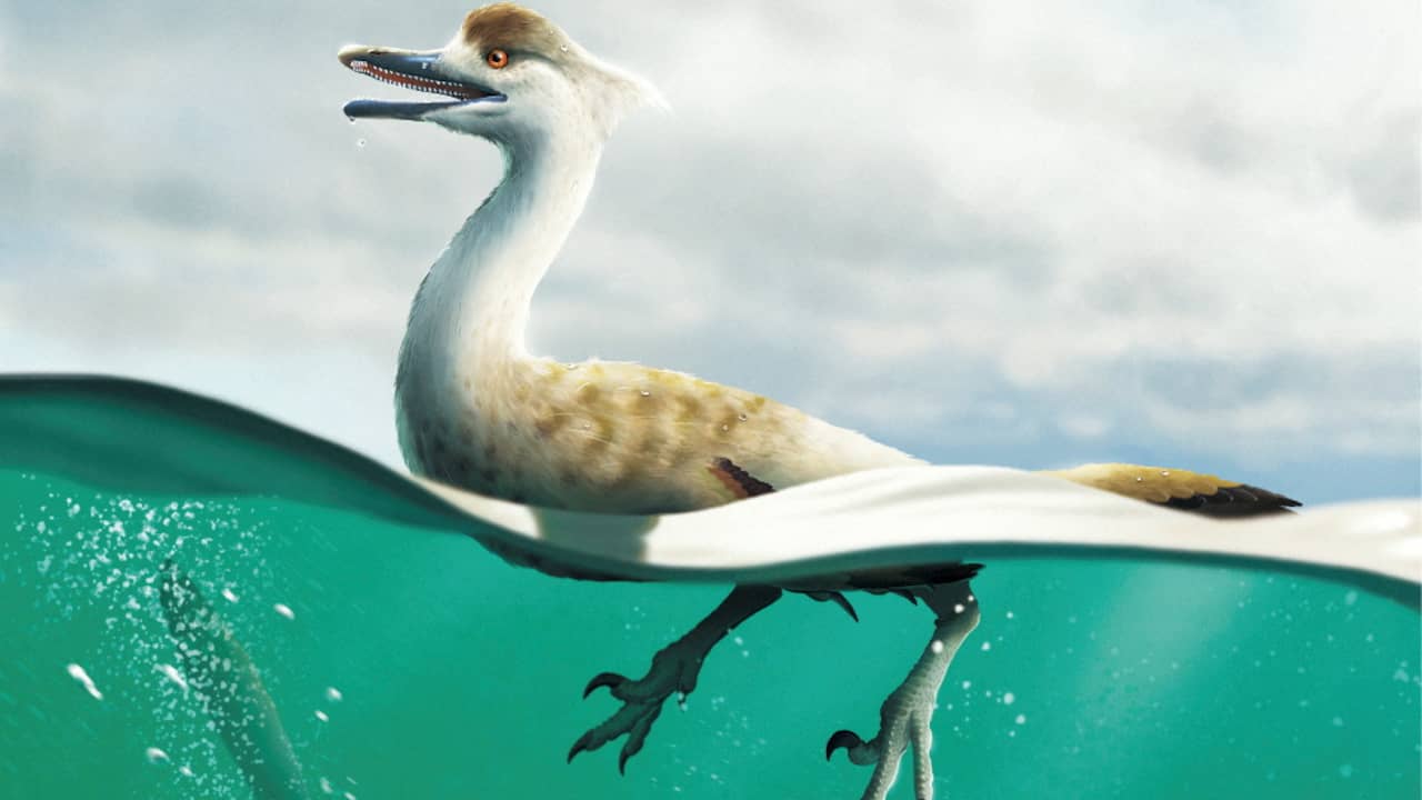 Un nuovo fossile di dinosauro simile a un’anatra suggerisce la sua capacità di nuotare |  Scienze