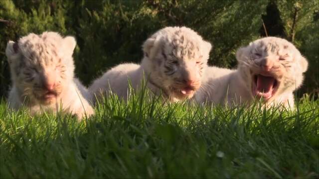 Zeldzame witte tijgers geboren op de Krim