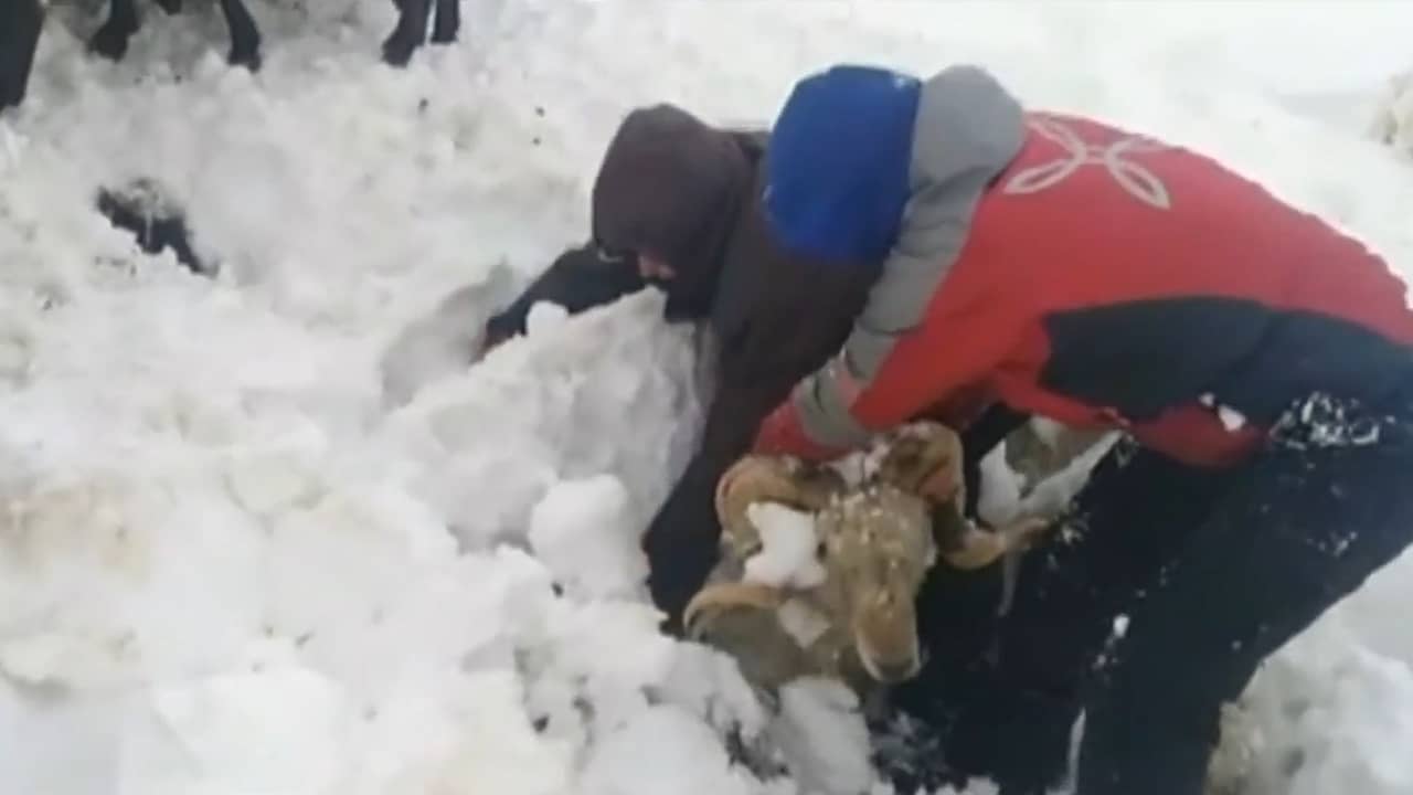 Beeld uit video: Spaanse herders graven ingesneeuwde schapen uit